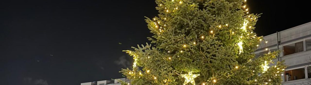 Weihnachtsbaum 2025 ist 12 Meter hoch und 2 Tonnen schwer